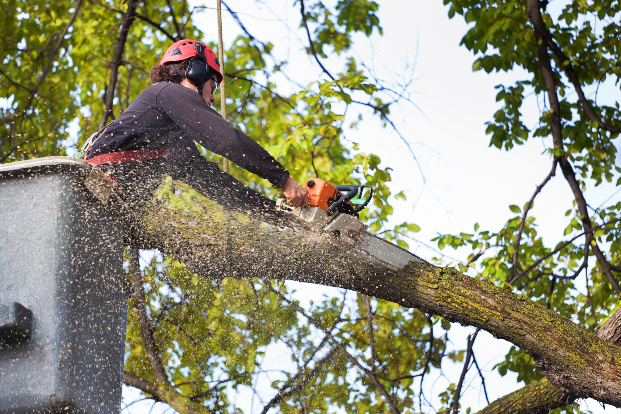 Profesjonell arborist fra firma til trefelling bruker motorsag og sikkerhetsutstyr mens han utfører seksjonsfelling høyt oppe i stort tre.